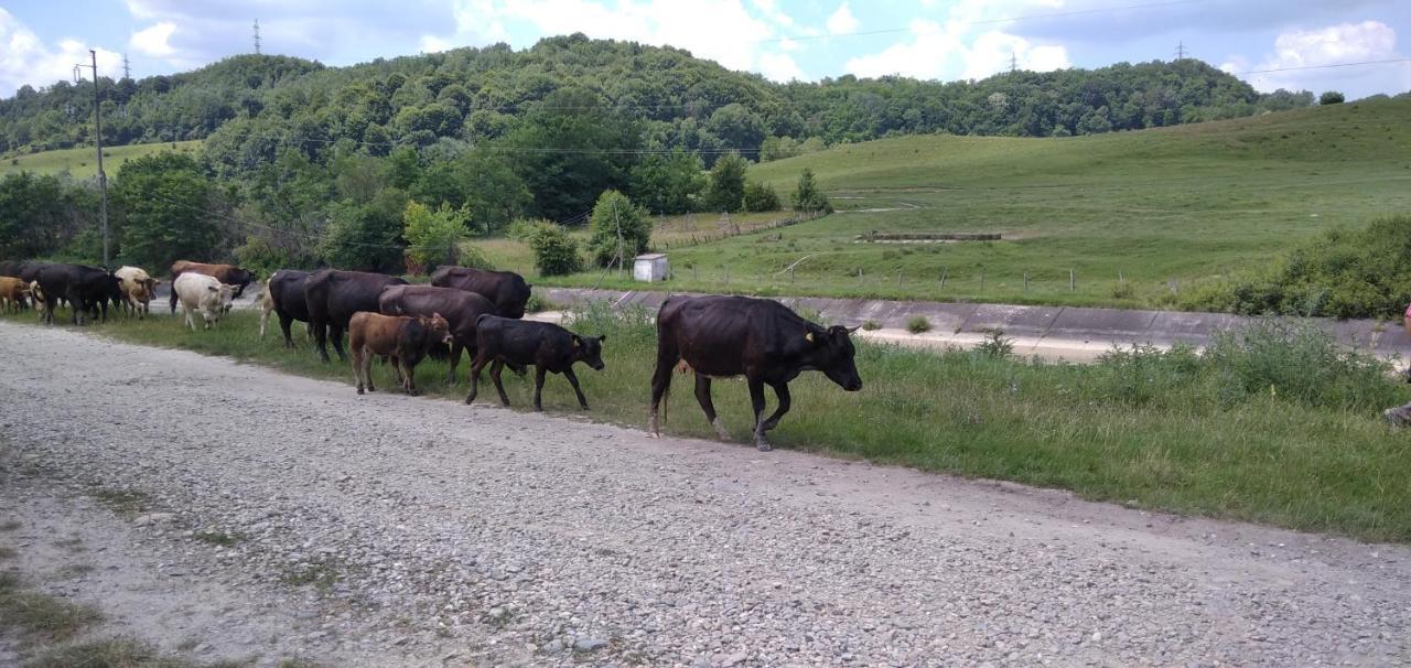 فيلا La Livada Valea Danului المظهر الخارجي الصورة