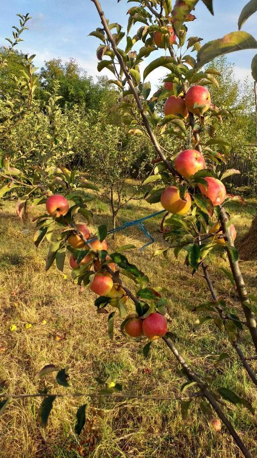 فيلا La Livada Valea Danului المظهر الخارجي الصورة